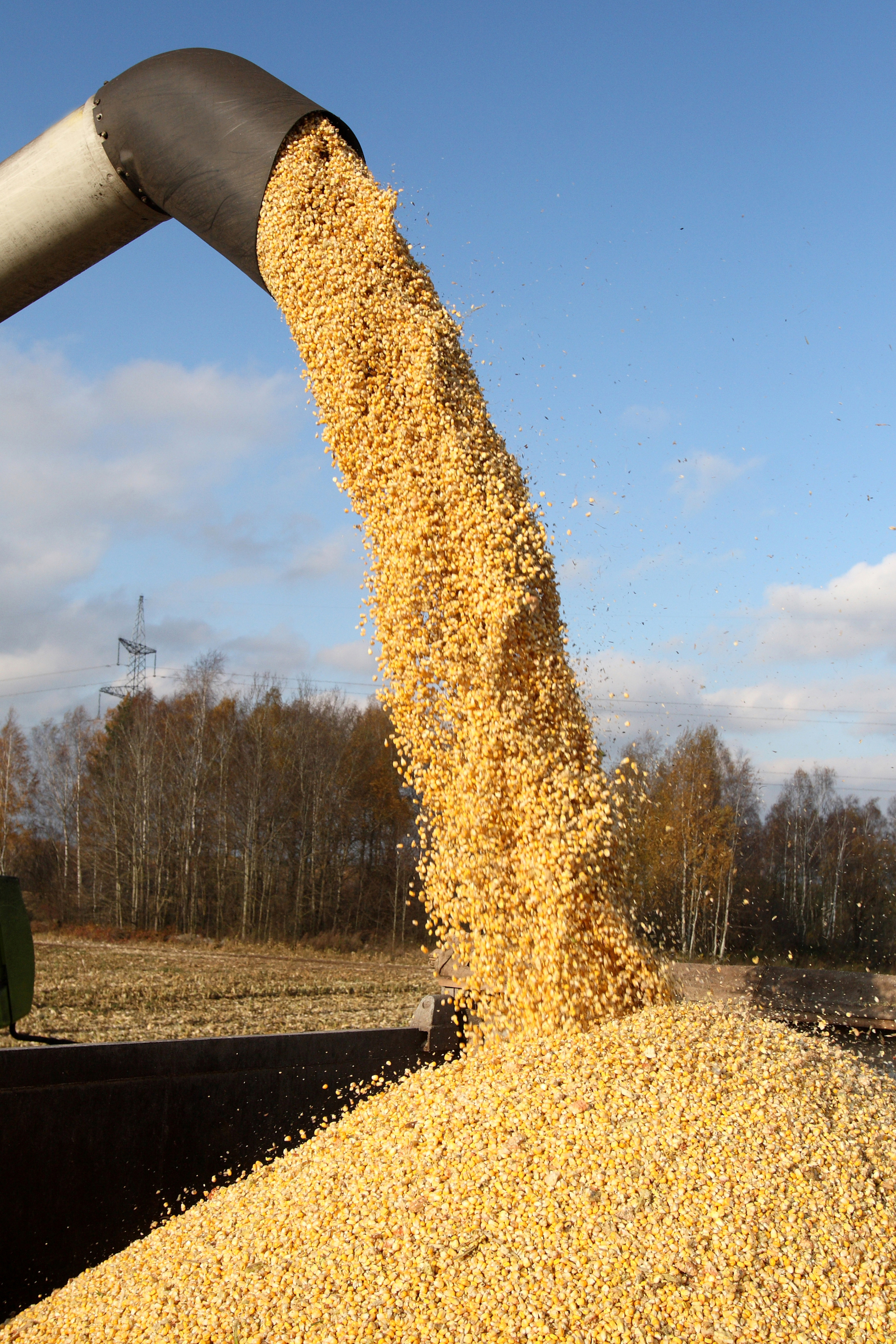 CornHarvest_6923534